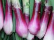 San Francisco Organic Produce Delivery Service VegiWorks Spotlights...